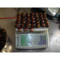 30-40pcs fresh sweet chestnut